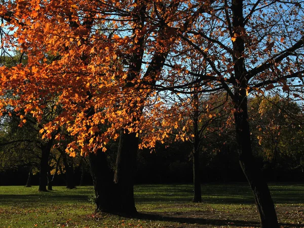 Árvores Outono Parque Durante Dia — Fotografia de Stock