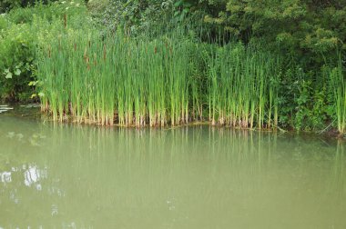 Göl ile bahar zamanı güzel sahne