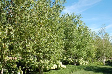 Bahar aylarında Güzel Manzara