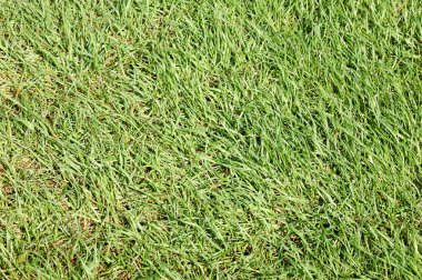 Yüksek yeşil çimenler, doğa arka planı. 