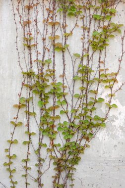 Gündüz vakti sarmaşıklarla kaplı duvarın kapatılması 