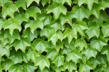 Gündüz vakti sarmaşıklarla kaplı duvarın kapatılması 