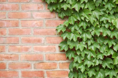 Gündüz vakti sarmaşıklarla kaplı duvarın kapatılması 