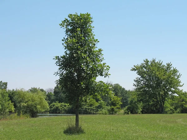 Vista Panorâmica Prado Com Árvores Verdes Grama Verde — Fotografia de Stock