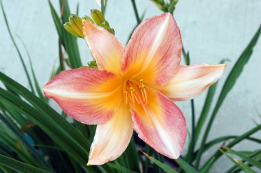 Çiçek açan zambak çiçeğinin kapanışı