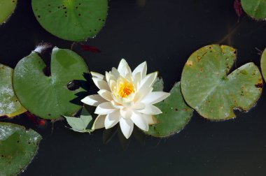 Arkaplan kullanımları için renkli çiçeklerin kapatılması