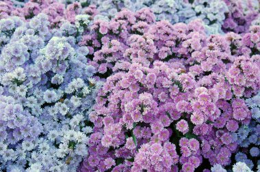 Güzel renkli çiçek deseni, yakın çekim görüntüsü 