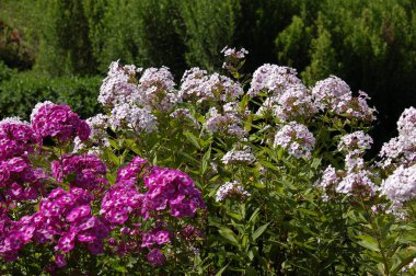 Ebedi Phlox çiçekleri gündüzleri, yakın çekim