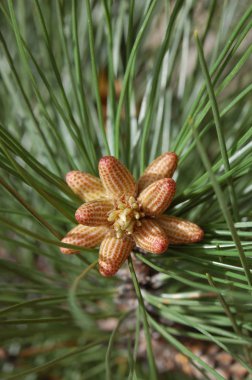 Arka planda çam ağaçlarının çiçek açması.