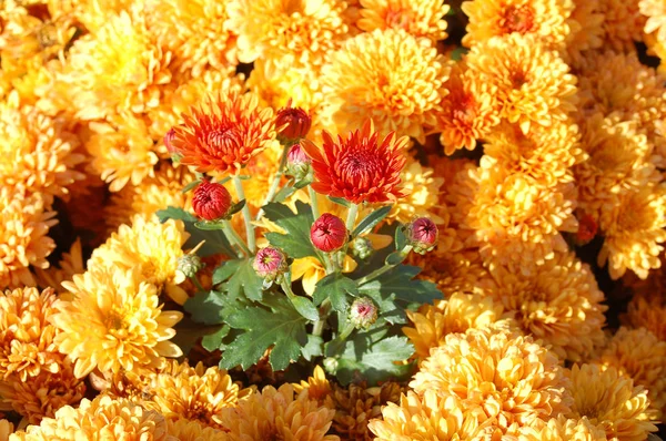 Schönheit Bunte Blumen Muster Nahaufnahme Ansicht — Stockfoto