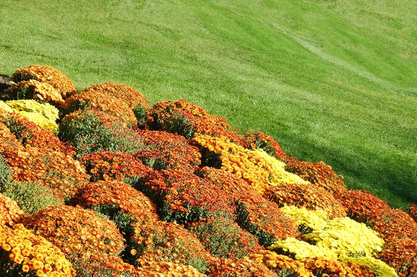 Modèle Fleurs Colorées Beauté Vue Rapprochée — Photo