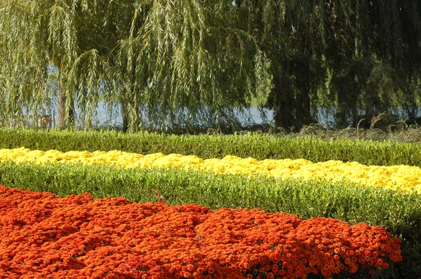 Schoonheid Kleurrijke Bloemen Patroon Close Uitzicht — Stockfoto
