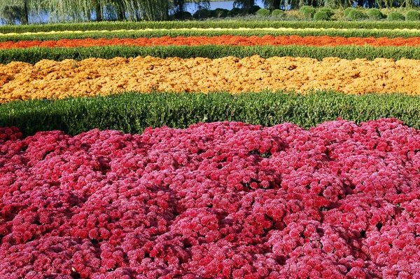 Beauty Colorful Flowers Pattern Closeup View — Stock Photo, Image