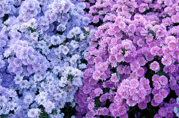 Schönheit Bunte Blumen Muster Nahaufnahme Ansicht — Stockfoto