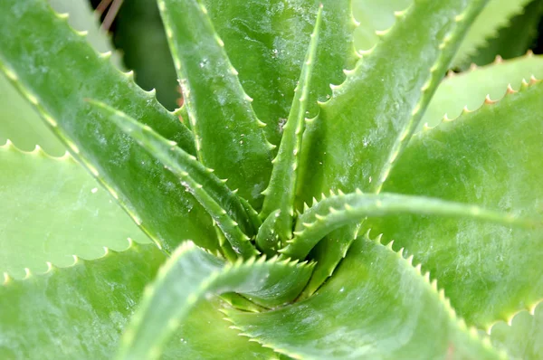 Encerramento Planta Verde Aloe Vera — Fotografia de Stock