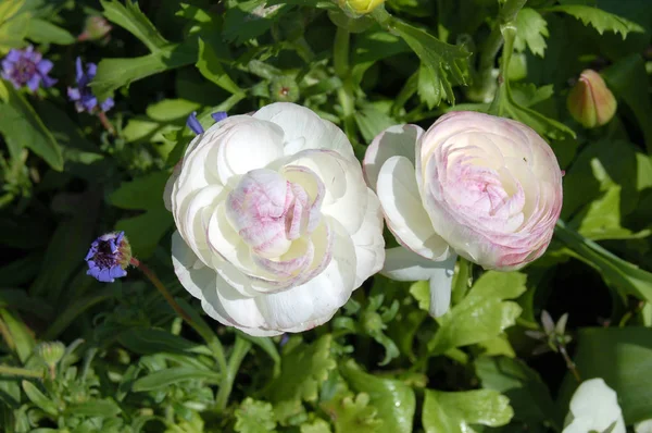 Primer Plano Las Flores Peonía Blanca Jardín Verde — Foto de Stock