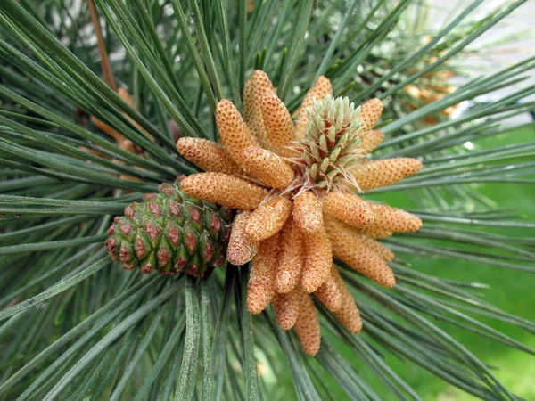 Closeup Pine Tree Cones Daytime — Stock Photo, Image