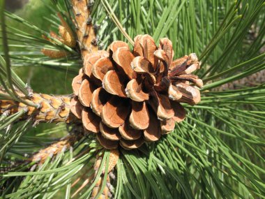 Gündüz vakti kozalaklı çam ağacına yakın çekim 