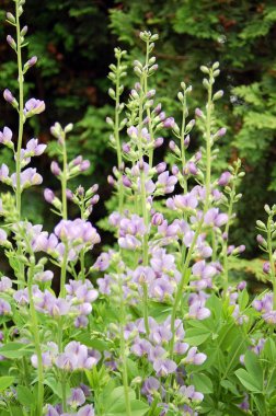 Mor çiçekler çiçek açıyor, yakın çekim görüntüsü  