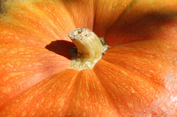 Primo Piano Zucche Autunno Decorazione Halloween — Foto Stock