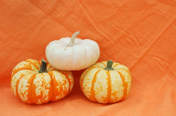 Primo Piano Zucche Autunno Decorazione Halloween — Foto Stock