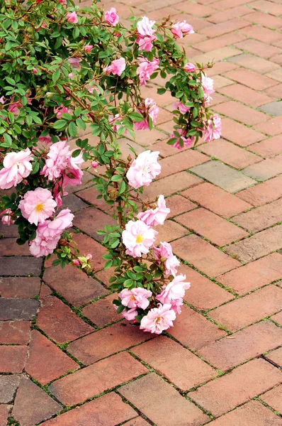 Primer Plano Flor Rosa Floreciente Belleza —  Fotos de Stock