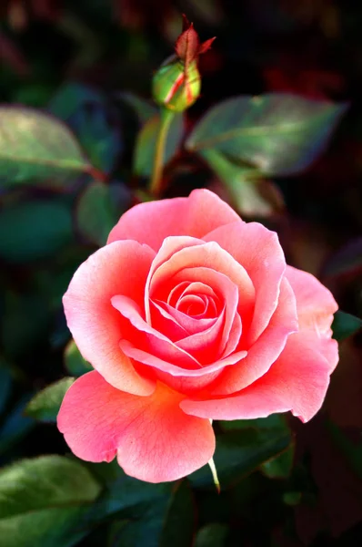 Closeup Flor Rosa Florescente Beleza — Fotografia de Stock