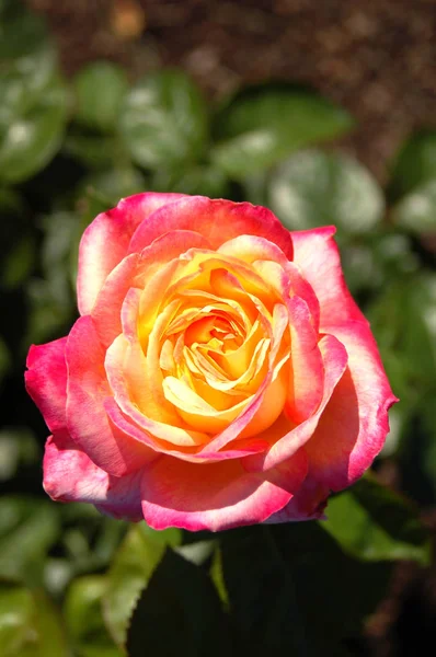 Closeup Flor Rosa Florescente Beleza — Fotografia de Stock