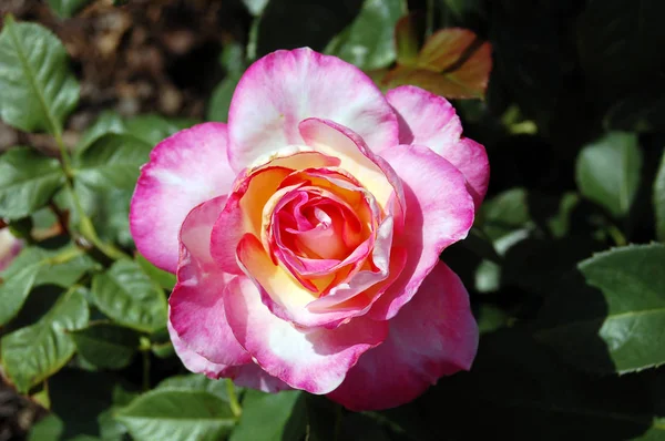 Closeup Flor Rosa Florescente Beleza — Fotografia de Stock