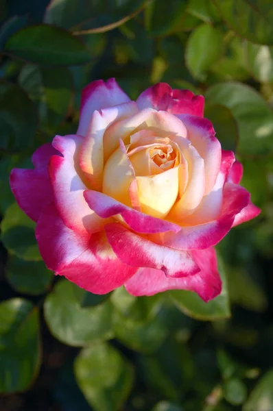 Szoros Szépség Virágzó Rózsa Virág — Stock Fotó