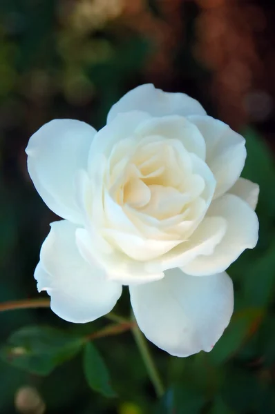 Крупним Планом Краси Квітуча Троянда Квітка — стокове фото