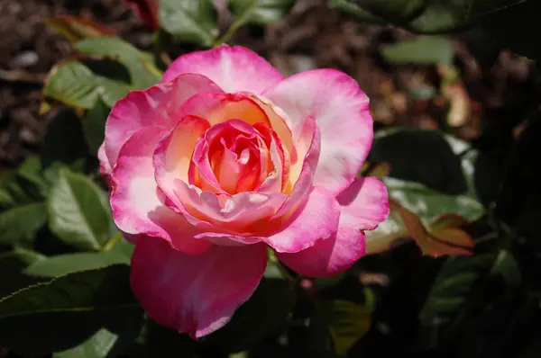 Nahaufnahme Der Schönheit Blühende Rosenblume — Stockfoto