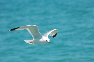Manzaralı martı mavi deniz arka planının yanında 