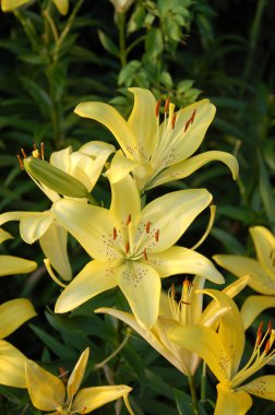 Çiçek açan zambak çiçeklerine yakın çekim