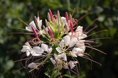 Örümcek çiçeği açıyor, yakından bakıyor.  