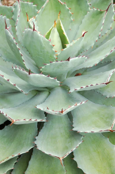 Zbliżenie Zielony Kaktus Roślina — Zdjęcie stockowe