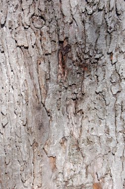 Arkaplan kullanımı için ağacın kapatılması, gün ışığında ahşap desen 