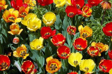 Gündüz vakti açan lale tarlasının güzelliğinin manzarası 