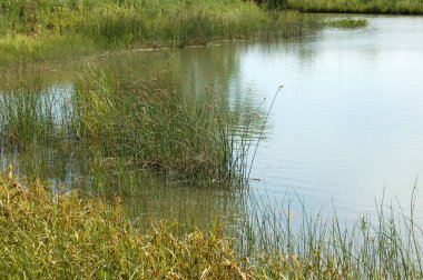 Göletin etrafında yeşil ağaçlar ve bitkiler 