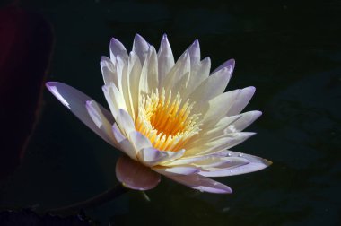 Çiçek açan zambak çiçeğinin kapanışı