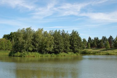 Gündüz vakti gölün yanında yeşil bitkiler 