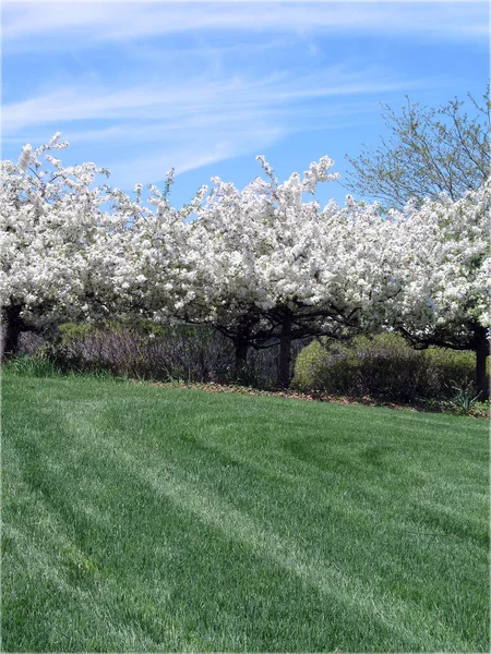 Renkli Bahar Çiçeklerinin Yeşil Ağaçların Gündüz Manzarası — Stok fotoğraf