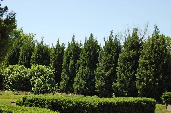 Vista Panorâmica Prado Com Árvores Verdes Grama Verde — Fotografia de Stock