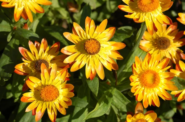 Straw Flowers Blossoming Closeup View — Stock Photo, Image