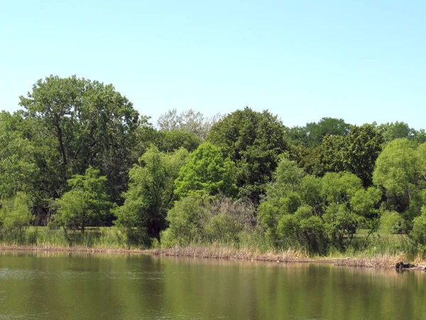 Grüne Bäume Und Pflanzen Rund Den Teich — Stockfoto