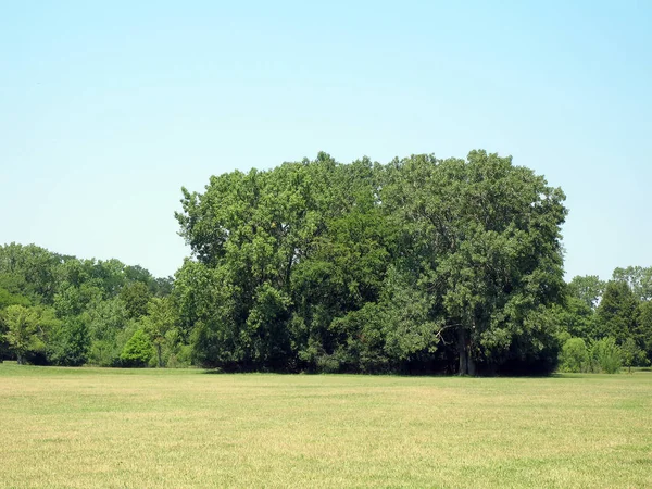 Красивый Вид Луг Зелеными Деревьями Зеленой Травой — стоковое фото