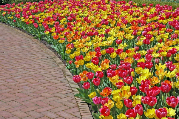 Vista Panorámica Del Campo Tulipanes Florecientes Belleza Durante Día —  Fotos de Stock