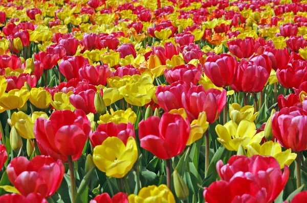 Scenic Weergave Van Schoonheid Bloeiende Tulpen Veld Overdag — Stockfoto