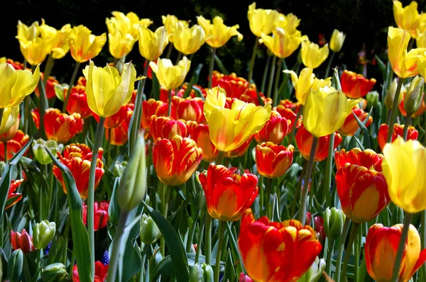 Vista Panorámica Del Campo Tulipanes Florecientes Belleza Durante Día —  Fotos de Stock