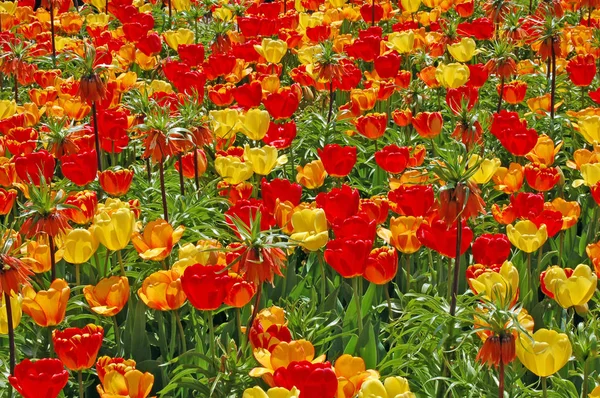 Scenic Weergave Van Schoonheid Bloeiende Tulpen Veld Overdag — Stockfoto